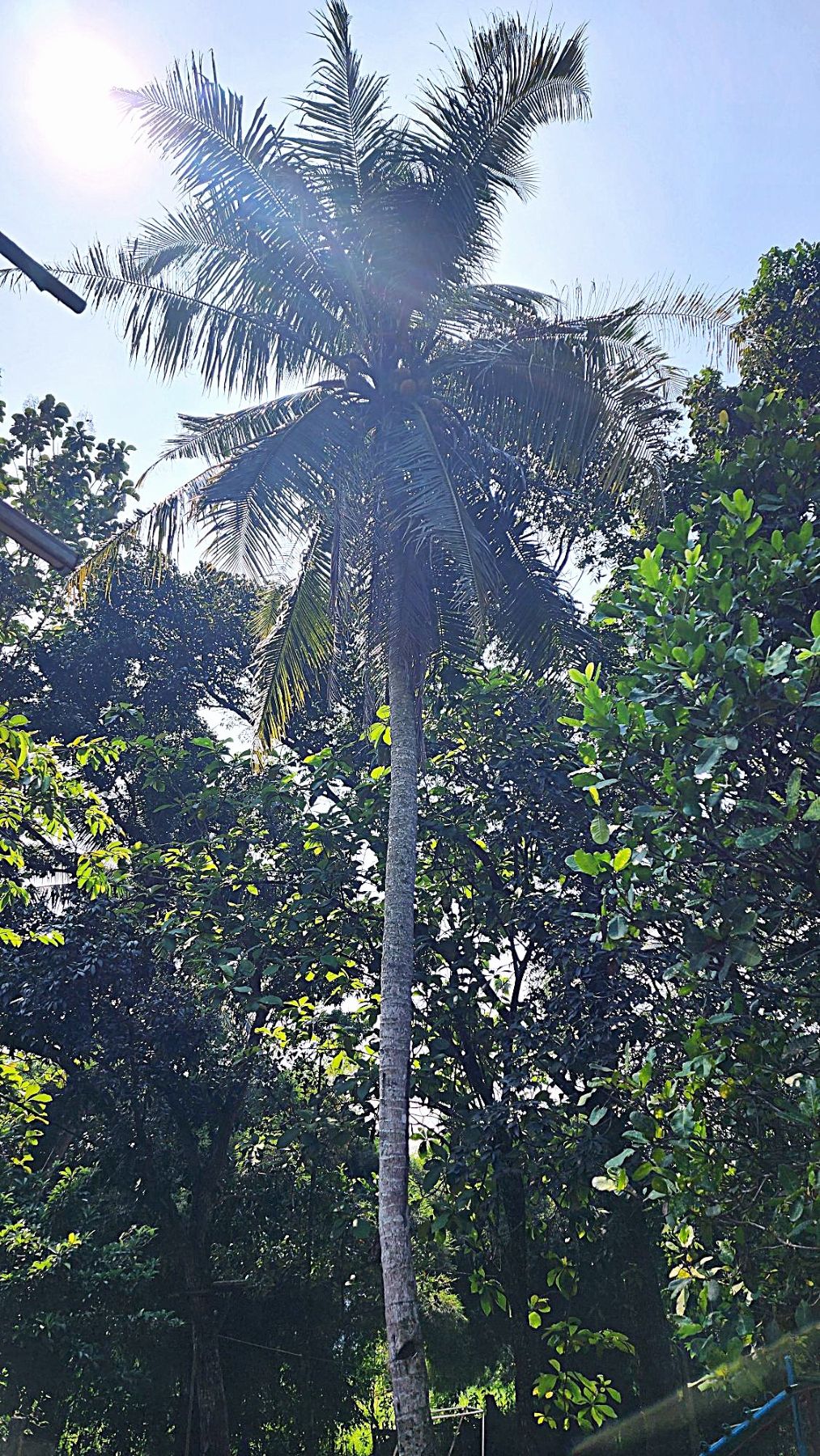 Kelapa