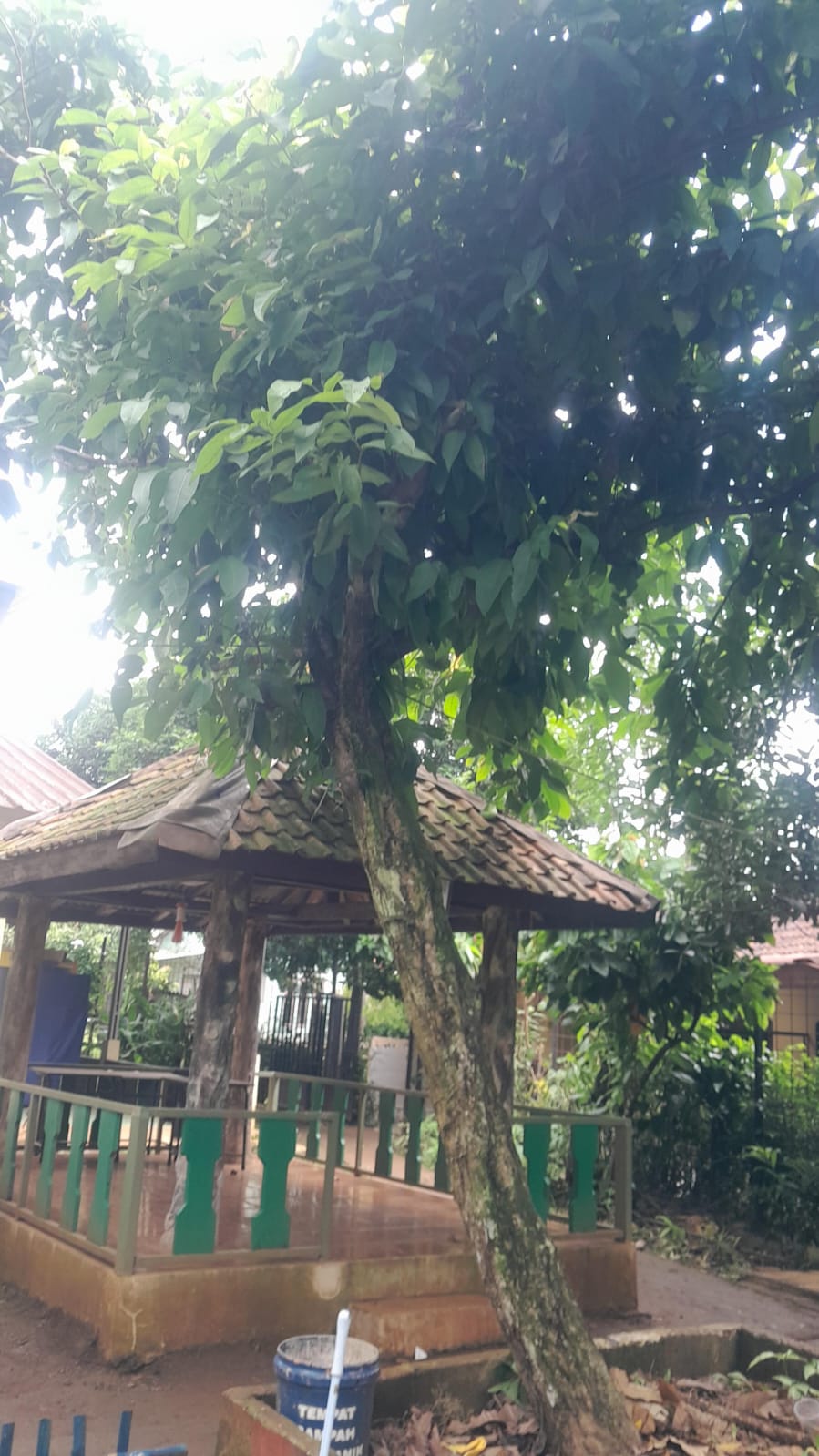 Jambu Air