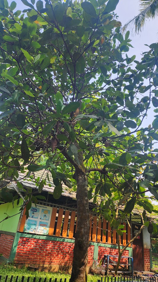 Jambu Monyet