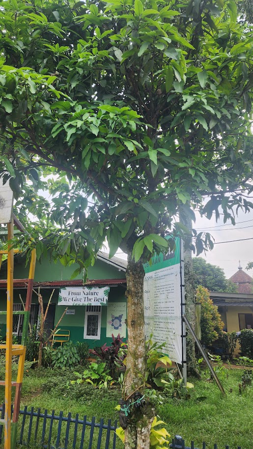 Mangga