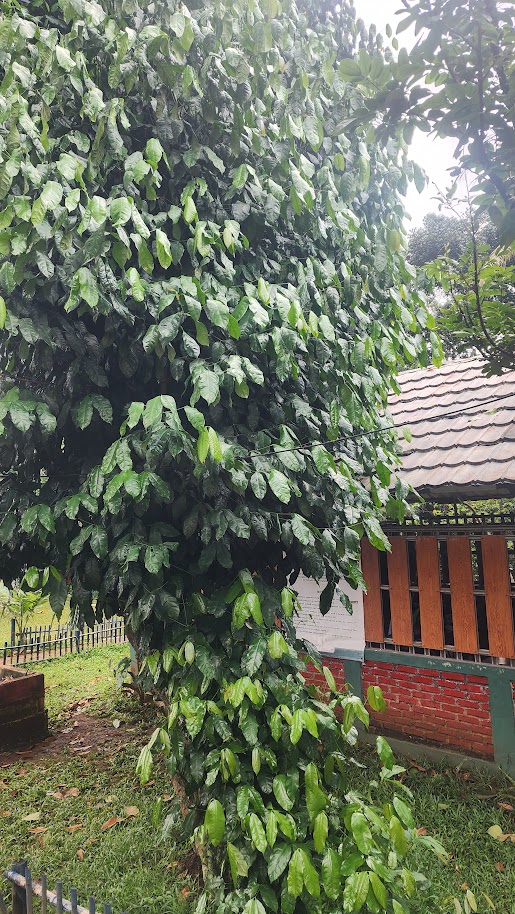 Melinjo