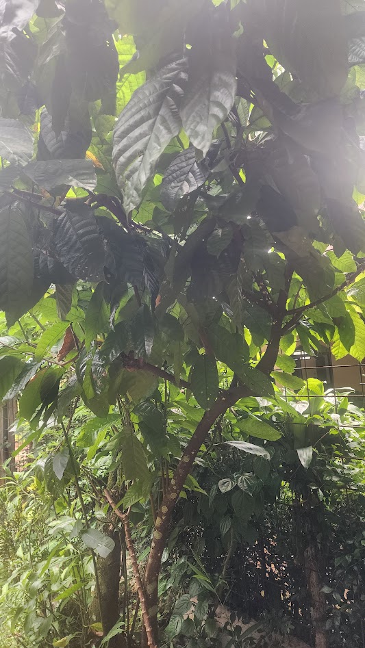 Pohon Coklat