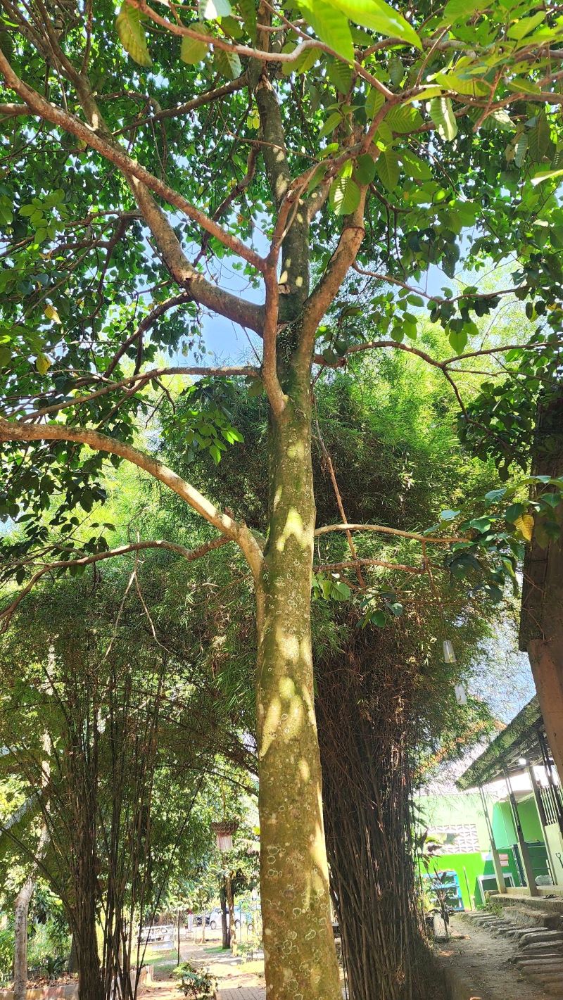 Pohon Kecapi