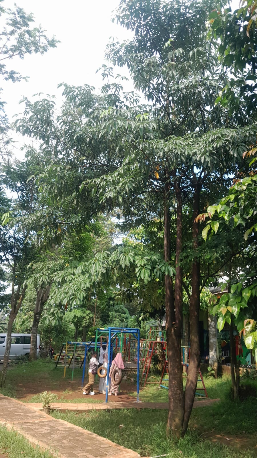 Pohon Pule
